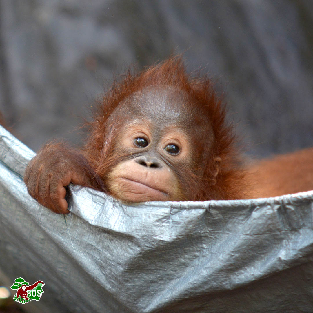 bornean_OU's tweet photo. #PhotoOfTheWeek 
Have you ever seen a more beautiful baby orangutan?

#saveorangutans https://t.co/e9RfaIyxiS