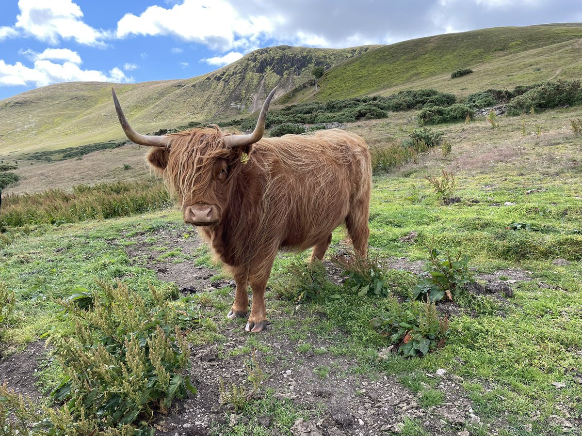 marsha spitzer (@drmarshaspitzer) on Twitter photo Highland cow in Scotland this past summer!
Tag 5 friends and add a nature picture: <a href="/CDeZureMD/">c</a> <a href="/MichelleDern/">Michelle Dern, MD</a> @DrNatalieMuth @mmkennedy17 <a href="/tajayiMD/">TA Ajayi is Gone</a> Highland cow in Scotland this past summer!
Tag 5 friends and add a nature picture: <a href="/CDeZureMD/">c</a> <a href="/MichelleDern/">Michelle Dern, MD</a> @DrNatalieMuth @mmkennedy17 <a href="/tajayiMD/">TA Ajayi is Gone</a>