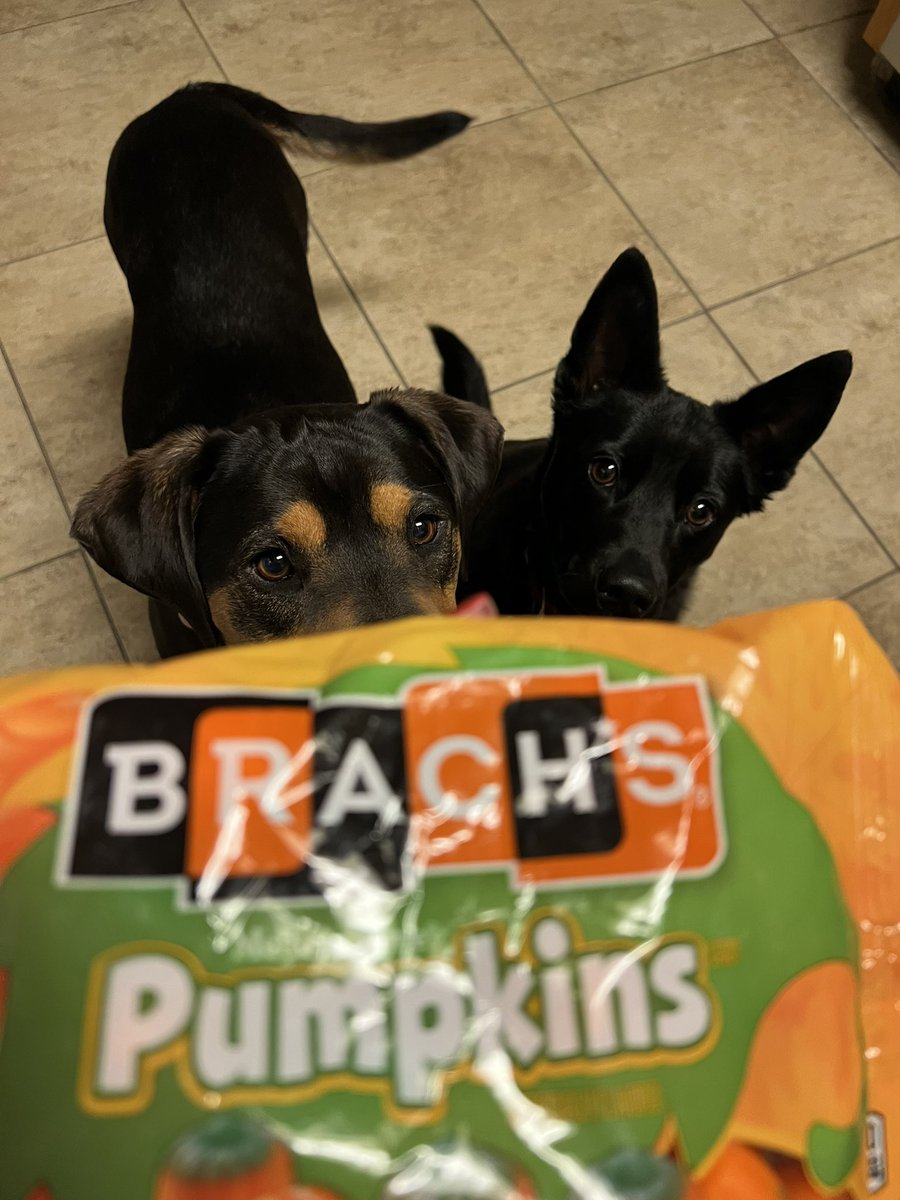 JessicaPagone's tweet photo. @GayleKing What’s better than candy corn? Pumpkins! 2 dogs aree😂 #stopthecandycornhate https://t.co/i89kDyI1DM