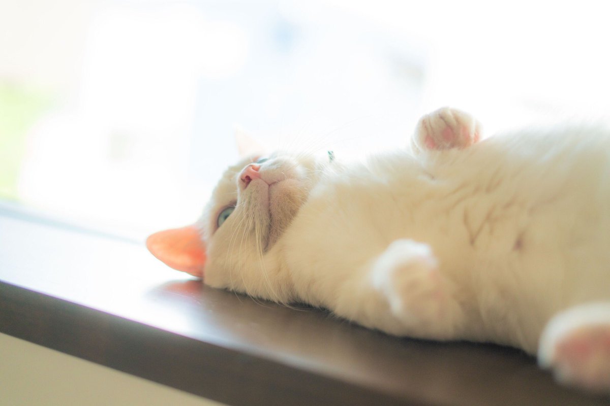 279suki's tweet photo. #アニコムモデルになりたいニャン2022
#アニコムリモートモデルになりたい2022
@anicom_inc https://t.co/c49mxkESGO