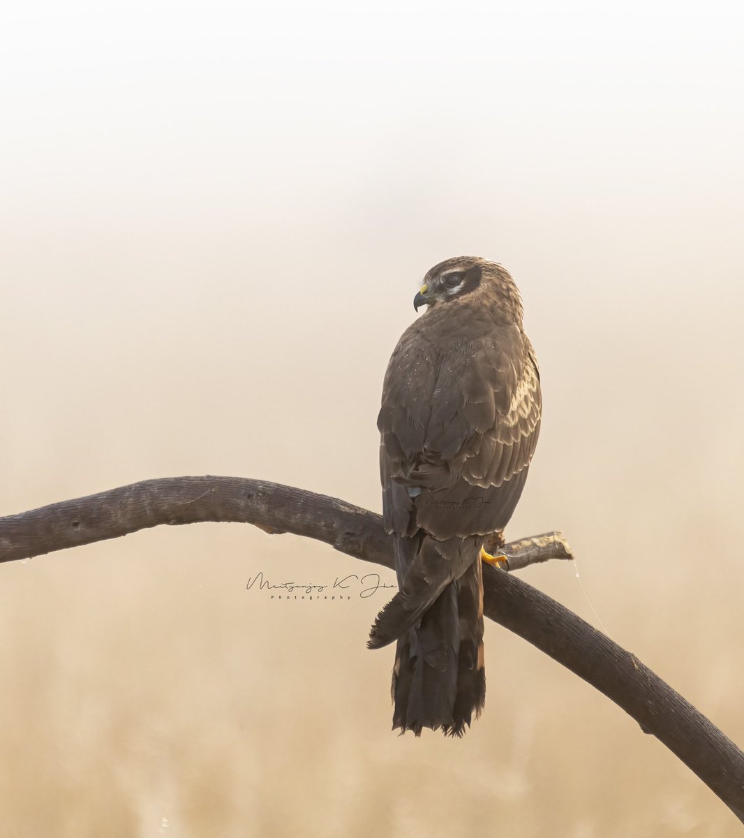 Mrityunjoykjha's tweet photo. Ye Duniya sone di..in the foggy morning of #talchapar Montagu's harrier female (Circus pygargus) shining in the golden rays of sunrise !!
#montaguharrier #yoursphotographer #naturephotography #TwitterNaturePhotography #TwitterNatureCommunity @IndiAves https://t.co/5bdVaxJgFM