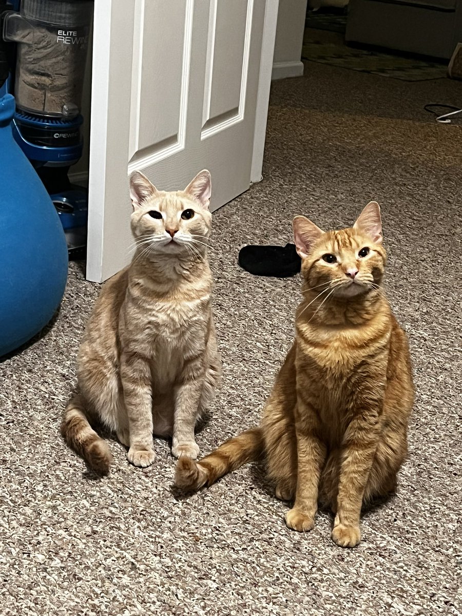 CJLegato's tweet photo. cats https://t.co/mBeBnPUGNa