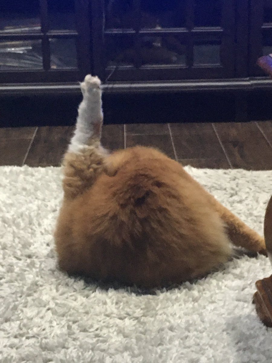 Misty_Lor's tweet photo. @aliyahInterlude I think Mushu has everyone beat https://t.co/9T6trV0uH9