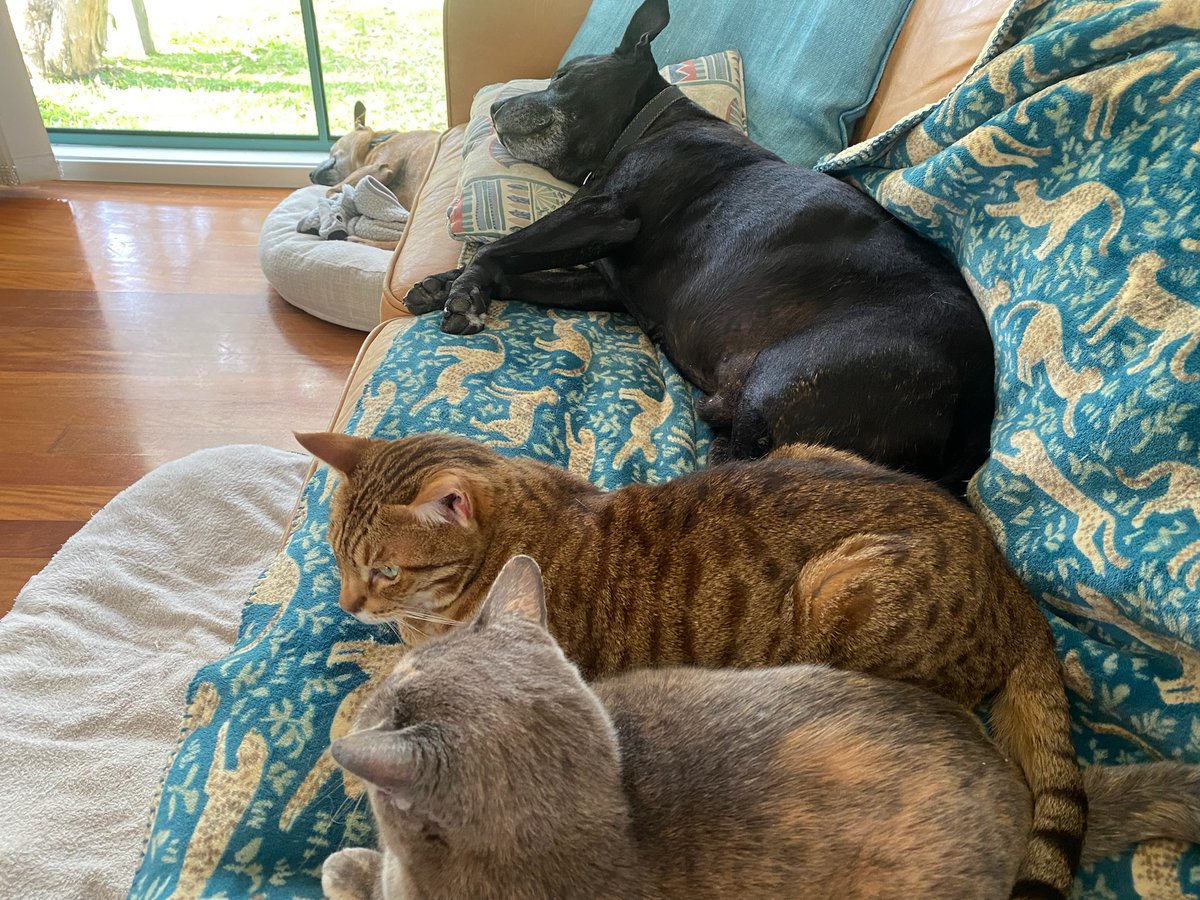 💜🤍💚Jacki M - I♥️🏍🚌👠👡👗👚🎶👩‍🦲 tweet media