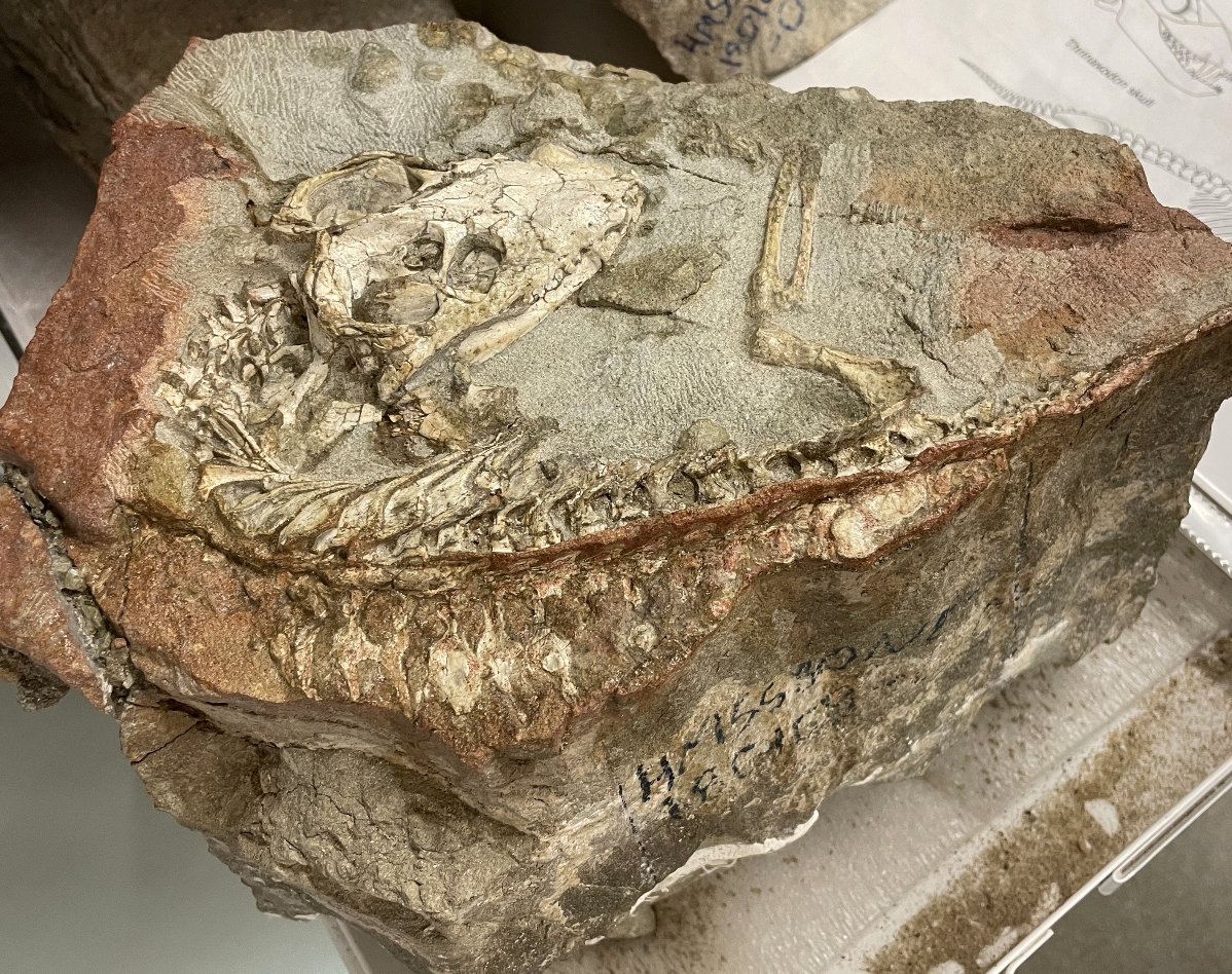 ChristianSidor's tweet photo. The best preserved Thrinaxodon ever found in Antarctica, collected by Nate Smith and housed @NHMLA. #FossilFriday https://t.co/EfnVQ9T4bU