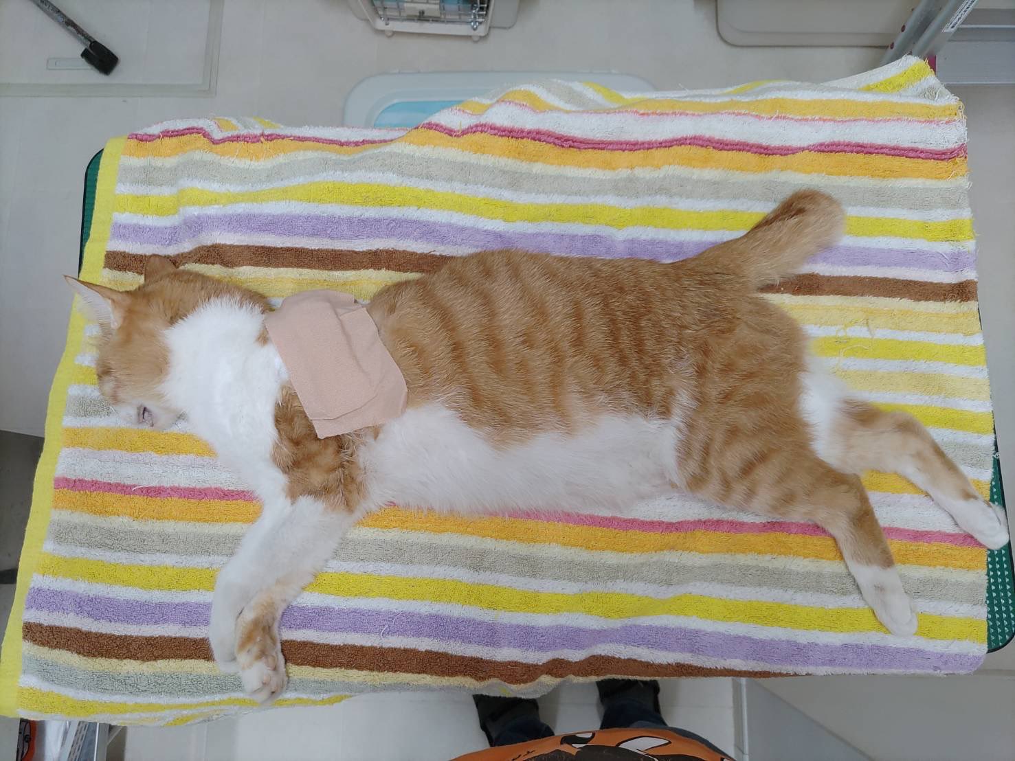 ながもの猫三兄弟のママ Anago01 Twitter