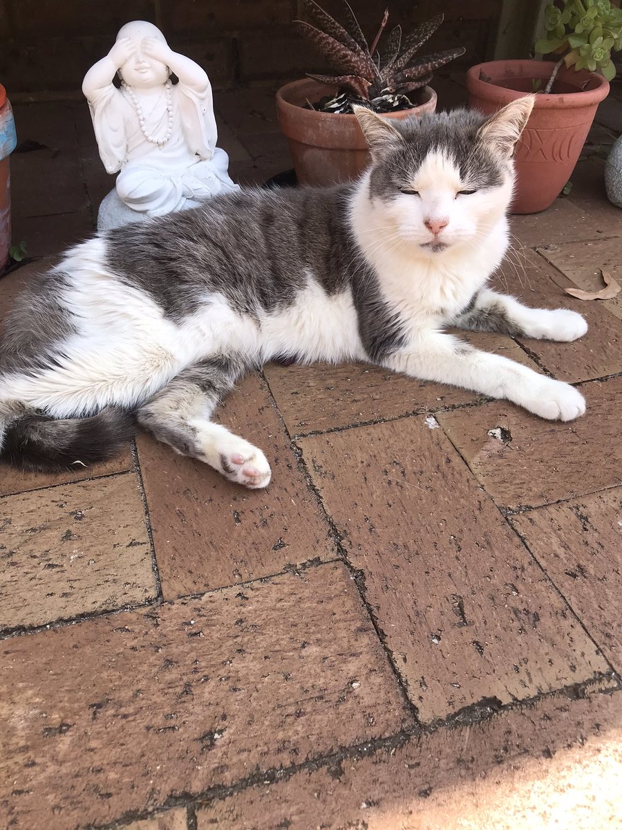 Dylan Stephens 🇦🇺🇺🇦 tweet media