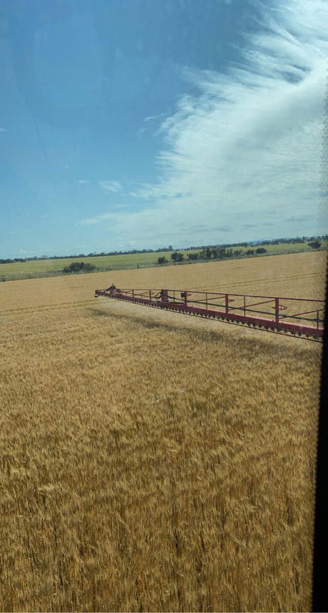 First time spray topping cereal today. Barley won’t be long now
