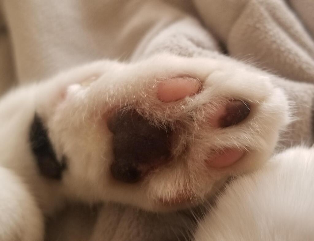 We Love Cats, USA tweet media