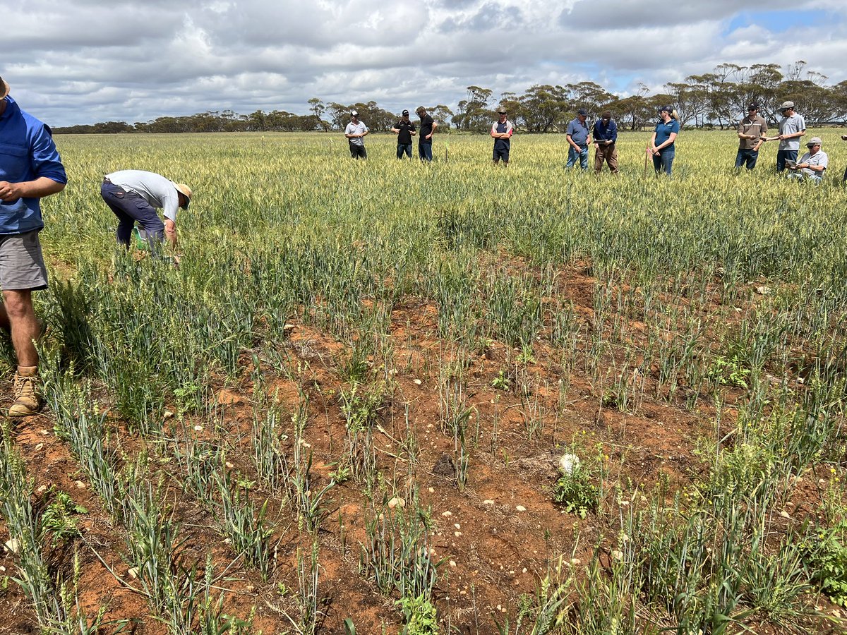MsfMallee's tweet image. Travelling around with Lowbanks Ag Bureau today. 🌾🌞looking at local trials on saline land with Chris McDonough &amp;amp; various N&amp;amp;P trial on 3 different soil types with @AgSolutionsOz. Both showing good results for future decisions🌾👌 #Msfprojects #FDF