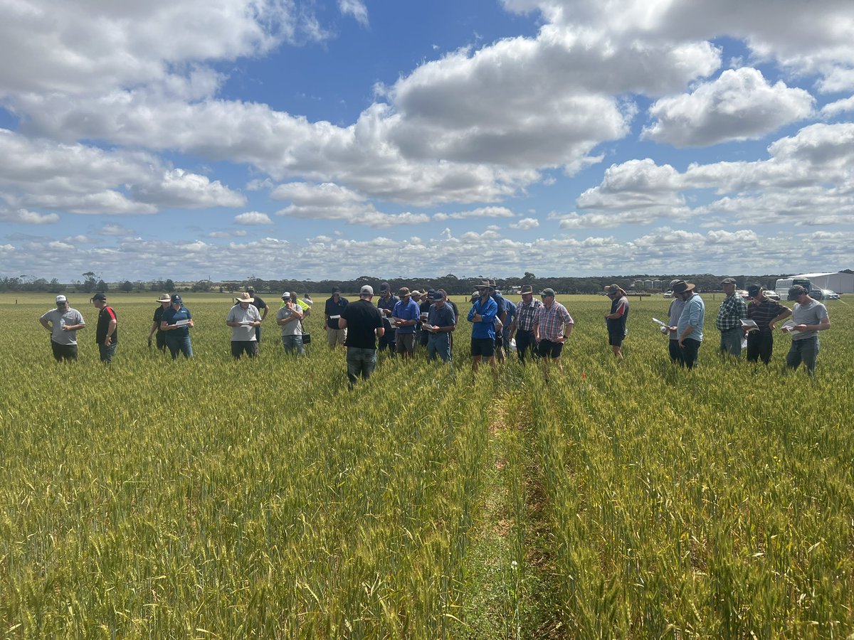 MsfMallee's tweet image. Travelling around with Lowbanks Ag Bureau today. 🌾🌞looking at local trials on saline land with Chris McDonough &amp;amp; various N&amp;amp;P trial on 3 different soil types with @AgSolutionsOz. Both showing good results for future decisions🌾👌 #Msfprojects #FDF