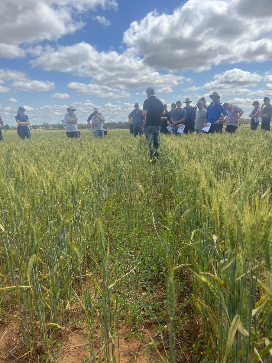 MsfMallee's tweet image. Travelling around with Lowbanks Ag Bureau today. 🌾🌞looking at local trials on saline land with Chris McDonough &amp;amp; various N&amp;amp;P trial on 3 different soil types with @AgSolutionsOz. Both showing good results for future decisions🌾👌 #Msfprojects #FDF