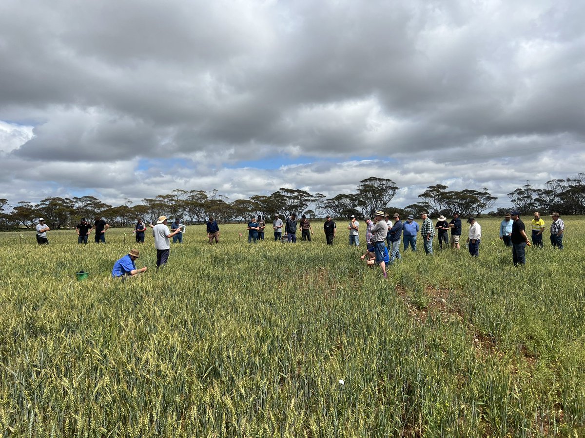 MsfMallee's tweet image. Travelling around with Lowbanks Ag Bureau today. 🌾🌞looking at local trials on saline land with Chris McDonough &amp;amp; various N&amp;amp;P trial on 3 different soil types with @AgSolutionsOz. Both showing good results for future decisions🌾👌 #Msfprojects #FDF