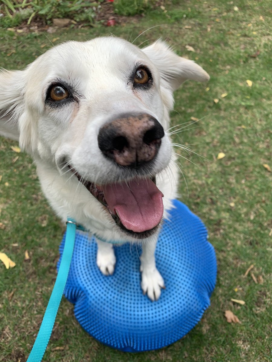 BrodyGraduate's tweet photo. 10 years ago today, I was abandoned at @SpartanHumane. They took good care of me, and I found my forever person through @DCLuckyDog. Now I’m enjoying my best day every day. #luckydog #rescuedog #AdoptDontShop #grateful https://t.co/LYNNa0Fo0H