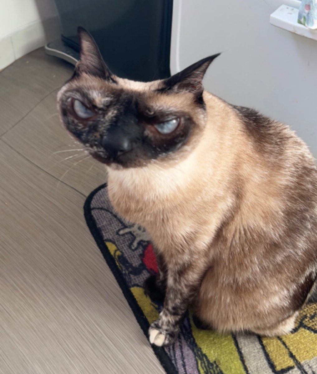 salazalas's tweet photo. the snapchat filter that makes ur cat look like a @KarinHosono drawing https://t.co/ZouyBesGtt
