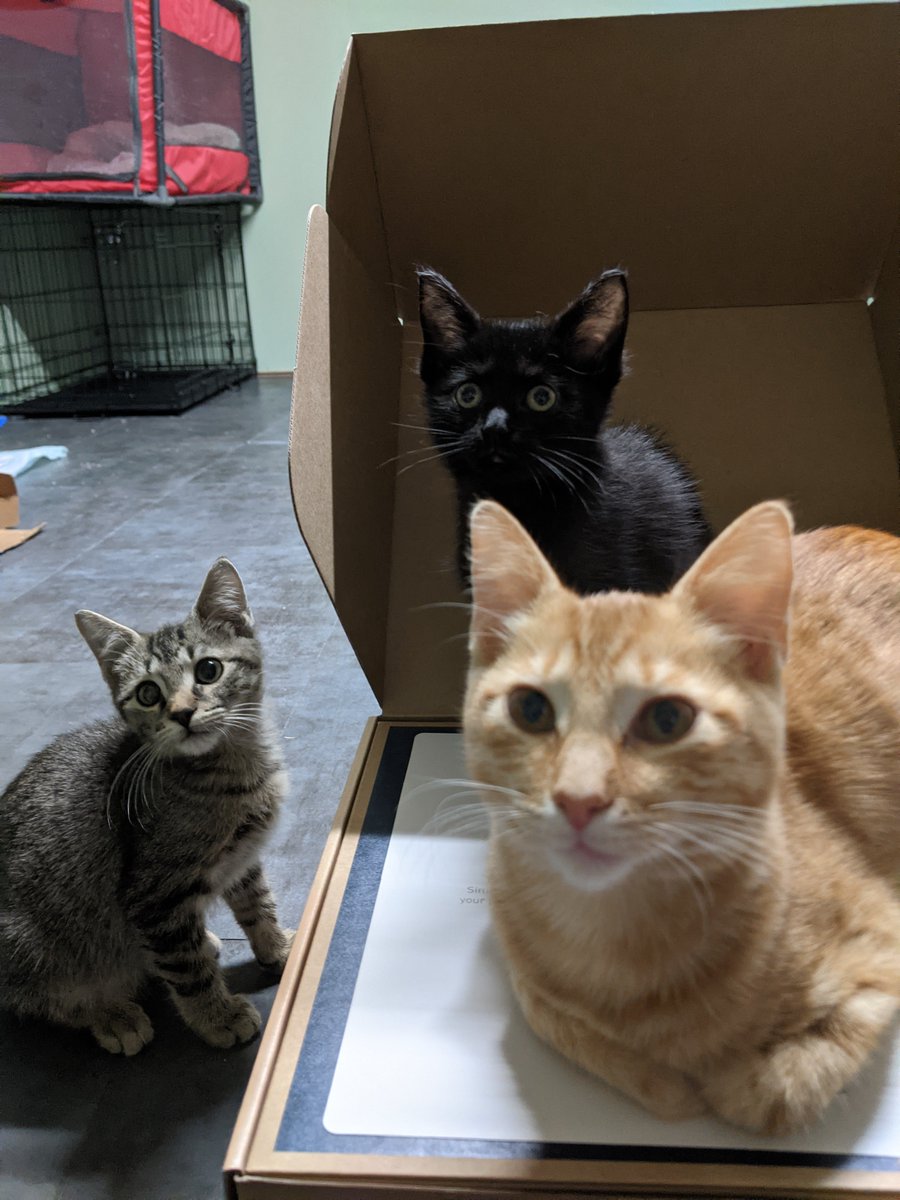 Foster kitties helped me install the <a href="/SimpliSafe/">SimpliSafe</a> in the #HostalDeGato tonight. Might not be the best helpers, but certainly the cutest! 🐾🧡😸

#AdoptMe #CatsofTwitter #FosterCats #GingerCat #VoidCat #BlackCat #TabbyCat