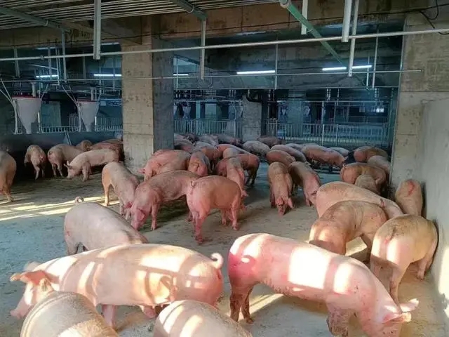 China has built a 26 storey building to raise pigs. It has air conditioning, sewage recycling system and clean energy