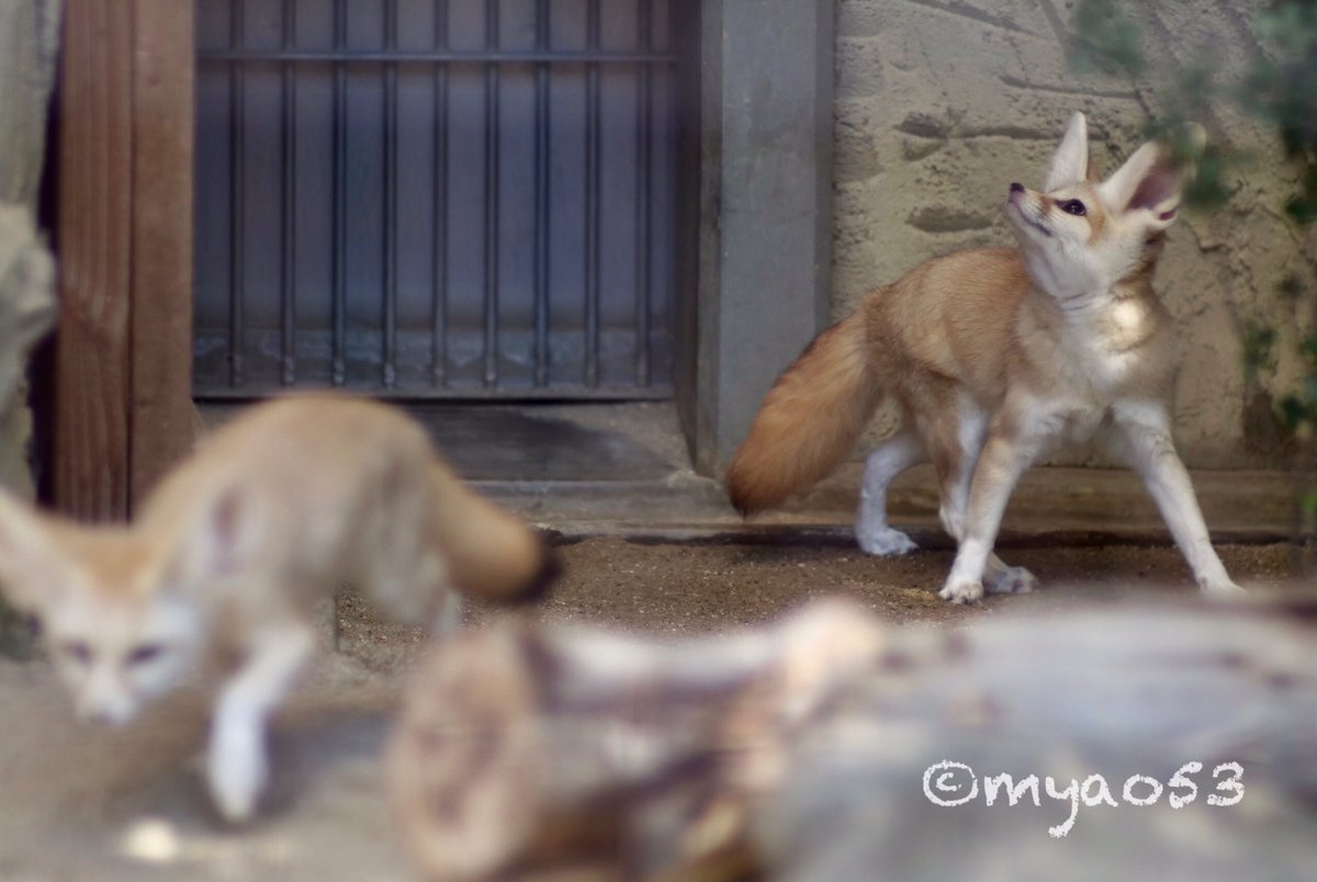 myao53's tweet photo. #fenecfox #フェネック
#higashiyamazooandbotanicalgardens #東山動植物園 #キキ #オールドレンズ
#イヌ科最小動物
手前にくるジョワくんの動きが可愛すぎ😂💗 https://t.co/C8noHBYhFu