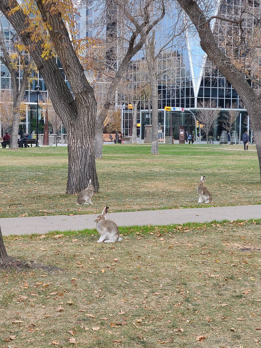 IanPGoldman's tweet photo. and there are no bunnies in Regina! https://t.co/MxJyHUECDq