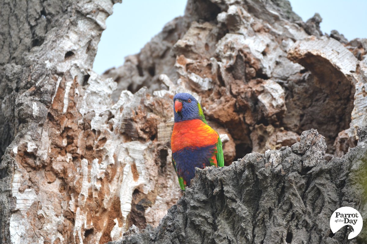 ParrotOfTheDay's tweet photo. @Twitchathon @zdaniel @BirdlifeOz A few of our #ownpics from Ricketts Point... https://t.co/YXmN2AC2Wm