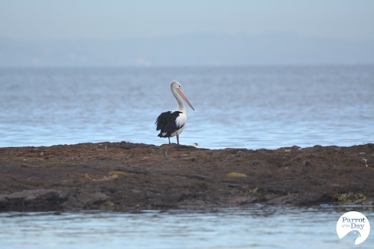 ParrotOfTheDay's tweet photo. @Twitchathon @zdaniel @BirdlifeOz A few of our #ownpics from Ricketts Point... https://t.co/YXmN2AC2Wm