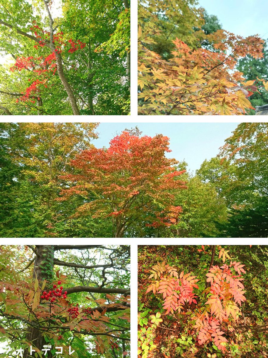 dm_photodecore's tweet image. 赤く変わっていく風景をコラージュしたら、移ろいゆく季節の美しさを1枚にまとめられました🥰🍁
「Fresh」のフィルターをかけています🪄

リプでフィルターをかける前のコラージュ画像も載せるので、鮮やかさの違いを見ていただけると嬉しいです🥹

#紅葉 #紅葉シーズン
#キリトリセカイ #キリトリ世界