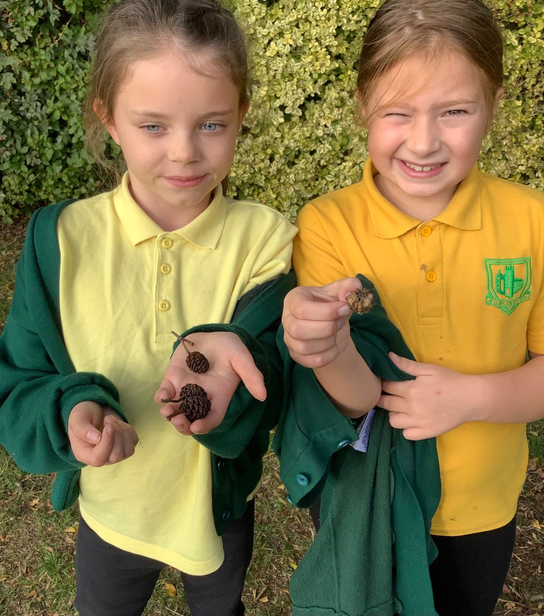 burlingtonjnr's tweet photo. Year 4s went out to identify trees and seeds. They were fascinated by how some travelled, such as the ‘helicopter’ sycamore seeds. They also found English oak, Italian alder, ash, silver birch, holly and field maple. @TheTreeCouncil @MoorTrees @YorksWildlife #ForceForNature https://t.co/AUGDC6m22r