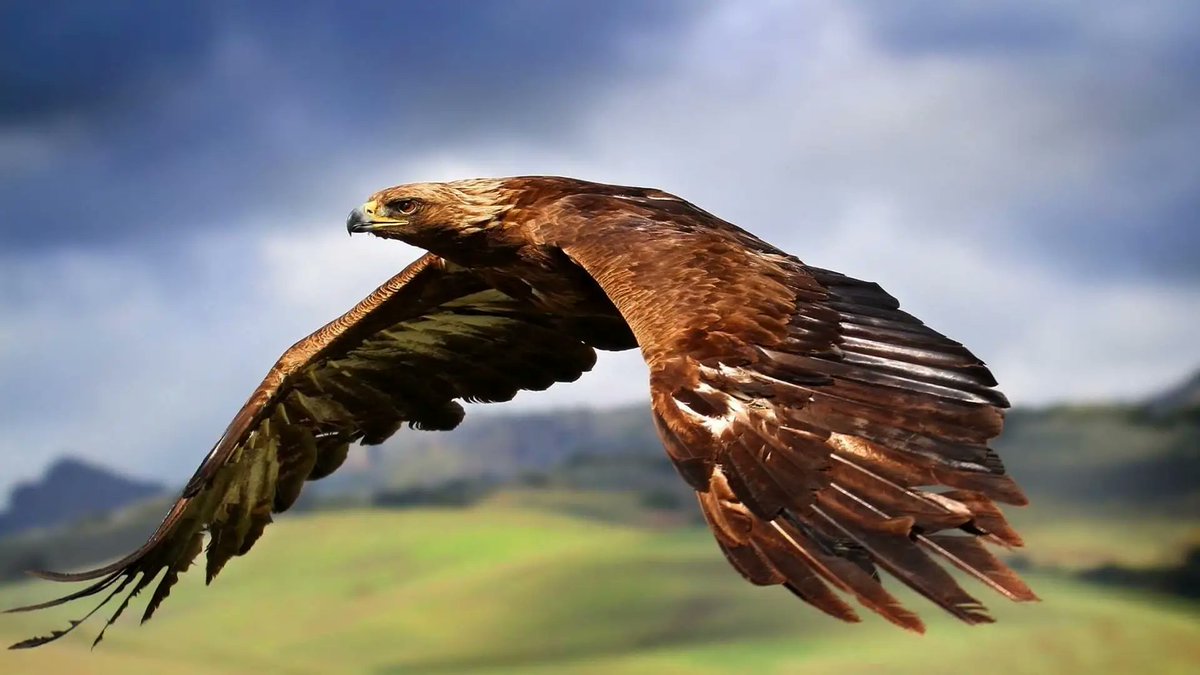 sage_s65739624's tweet photo. Eagles are painted as formidable and imposingly giant birds of prey. There are more than 60 #EagleSpecies in the world, with the majority of them found in Asia and Africa. #BiggestEagle #Eagle #LargestEagle 
https://t.co/QmPziokTB4 https://t.co/a1m5CpsYyb