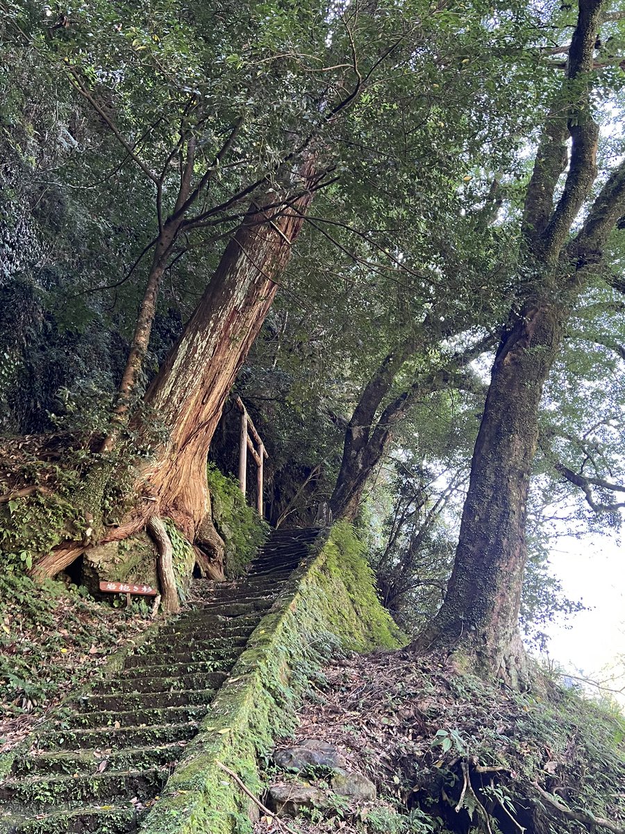 鹿児島県の塩浸温泉に来ています。
坂本龍馬さんが新婚旅行に来たことでも有名なんだけど、泉質がすごく良かった!本当にポカポカのツヤツヤです🙌
巨大な杉の木と、スギちゃんのサインがありました。ワイルドだろぉ! 