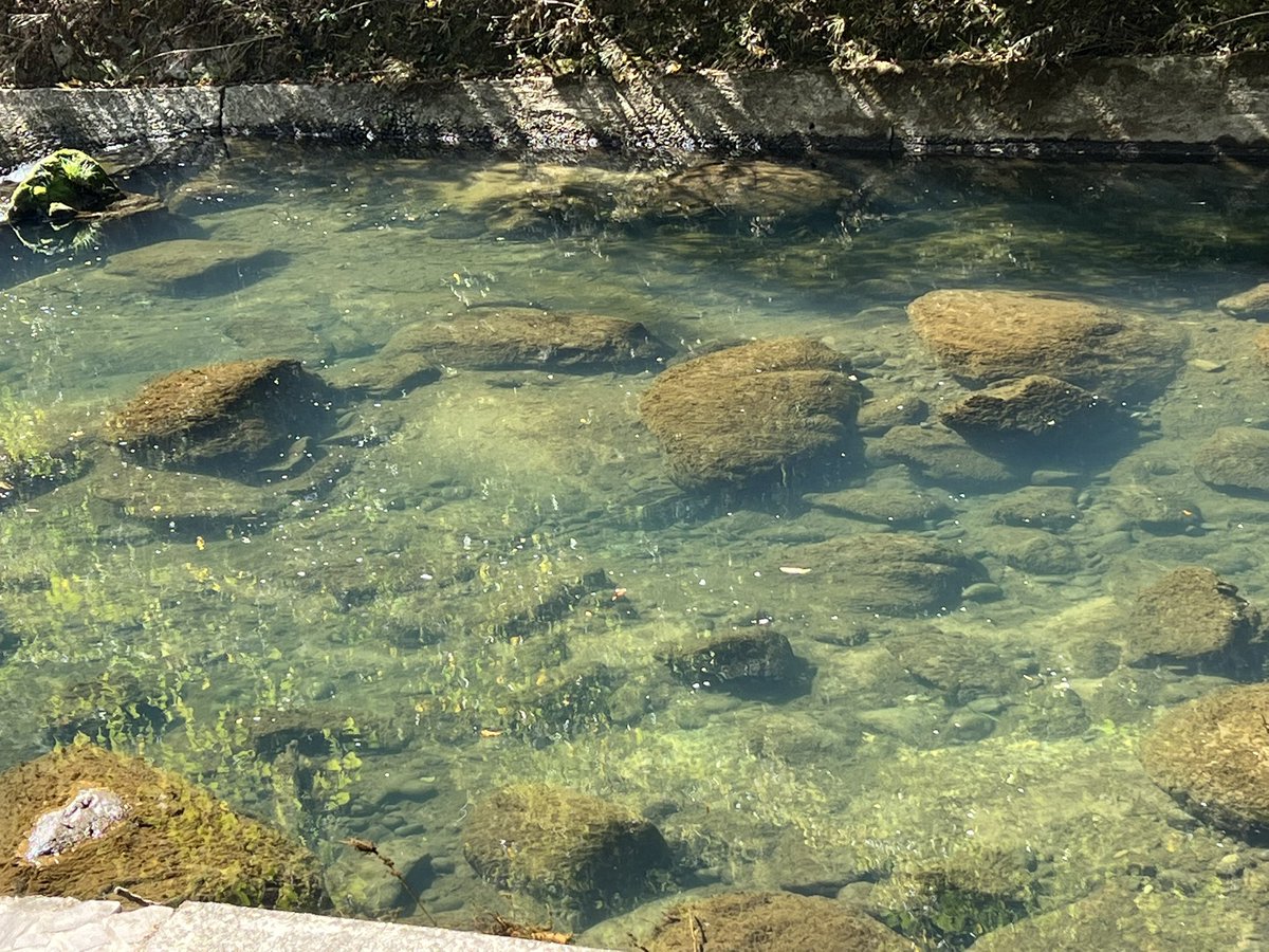 鹿児島県の塩浸温泉に来ています。
坂本龍馬さんが新婚旅行に来たことでも有名なんだけど、泉質がすごく良かった!本当にポカポカのツヤツヤです🙌
巨大な杉の木と、スギちゃんのサインがありました。ワイルドだろぉ! 