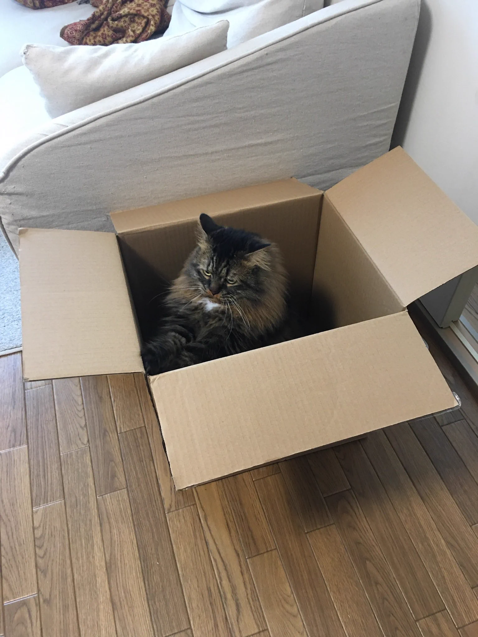 @kyuryuZ 大きすぎるとあまり気に入ってくれなかったりしますよね🐈ウチの猫も写真ぐらいの大きさだとお気に召さない顔をします笑…工夫してみます✂️ 