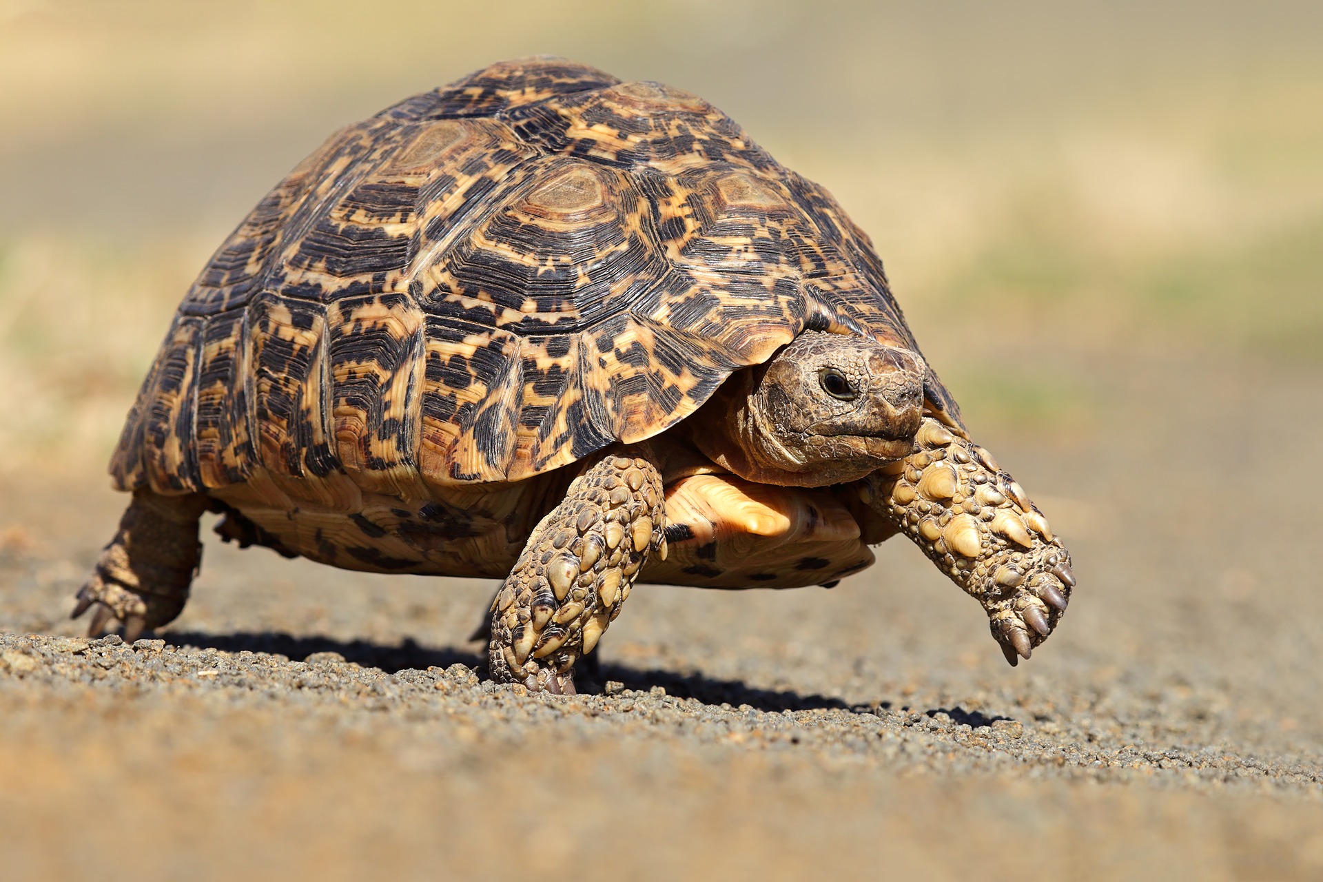 Stigmochelys pardalis babcocki