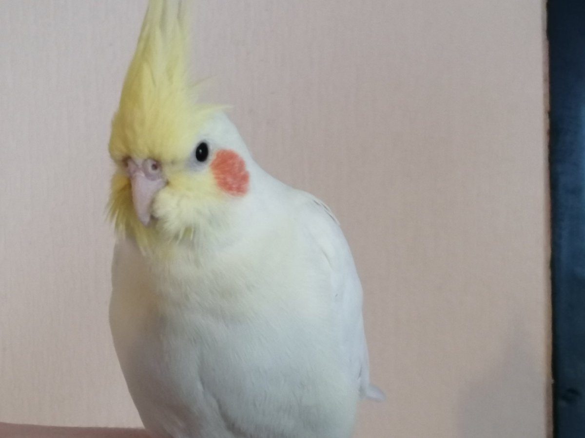 Ramón Wilhelm tweet media