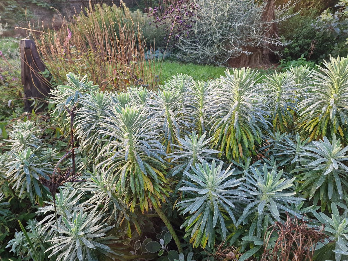 MLaurenceDesign's tweet image. Moody in the garden this morning, damp, watery sunshine and atmospheric.  The stuff Autumn is made of.

#autmn #autumncolours #moodyatmosphere #moodygardens #earlymorning #garden #autumnvibes #fallvibes #fallcolors #plantingdesign #gardendesign #gardendesigner