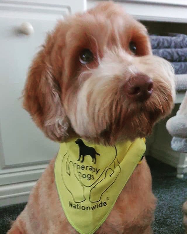 TherapyDogsUK's tweet photo. Welcome to TDN Ned!!
What a gorgeous pooch! ππ€π
Ned is a 2 year old Labradoodle!
You are going to make a huge difference to so many peoples lives!
#newrecruit #welcome #partofthefamily #labradoodle #labradoodlesofinstagram #labradoodlelife #labradoodlelove #therapist https://t.co/zcx1E3laSz
