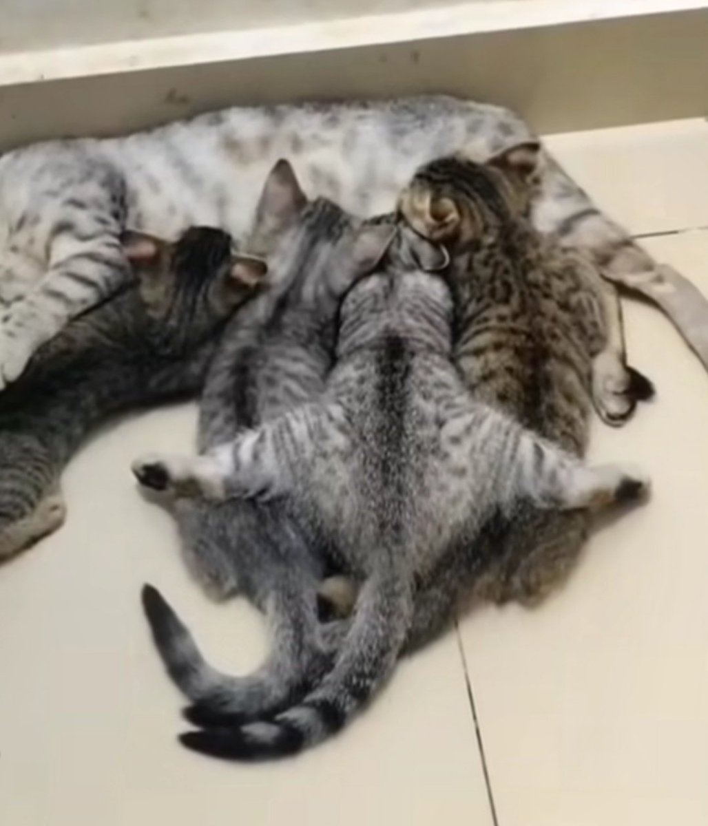 🐈 Kamu menyusui pake jurus apa ya dik?