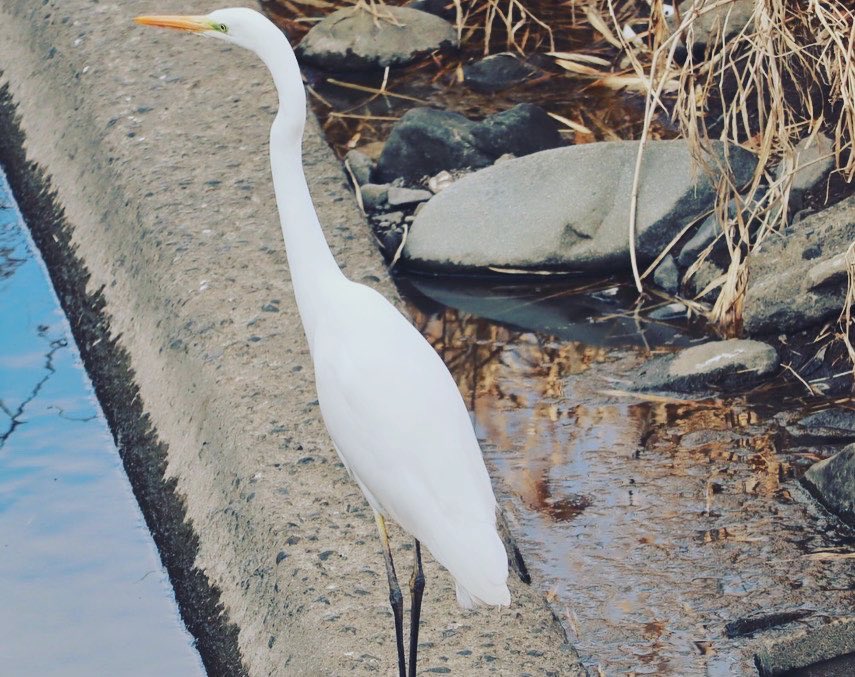 鳥も撮ります
 #カメラ初心者