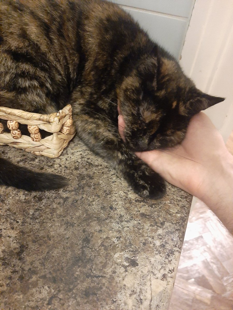 Sampiternal's tweet photo. @RespectfulMemes Cat in the fruit basket ?! https://t.co/vnnf1bFZmf
