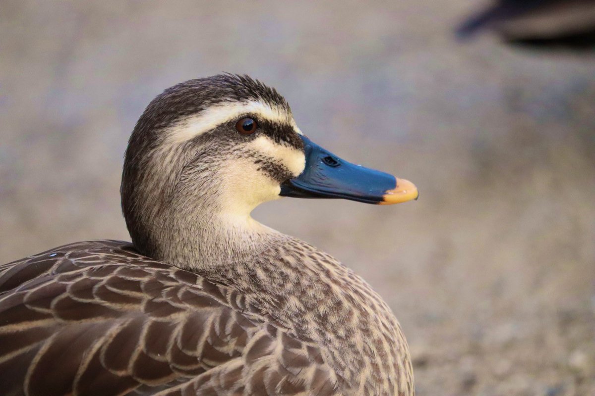 鳥も撮ります
 #カメラ初心者