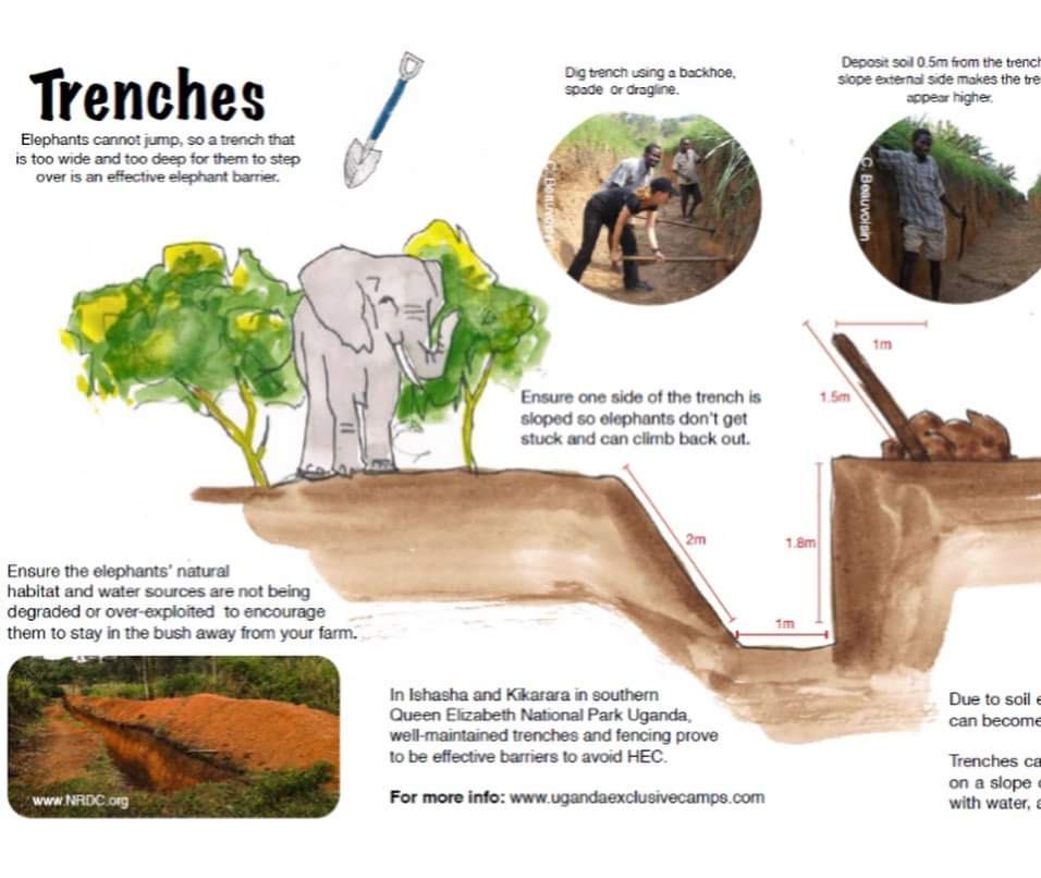 The mangoes that used to attract elephant right into the middle of the village are left in tact (as are the grain silos). Special thanks to @savetheelephants (image below) and @wcsuganda for their advice and plans on trench design  #elephanttrench  #elephantconservation