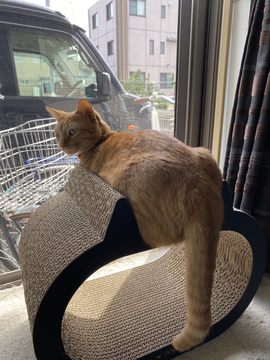 jam_0605's tweet photo. 男らしい''おケツ''

#猫 #マンチカン #cat https://t.co/mgRHkJ0NMF
