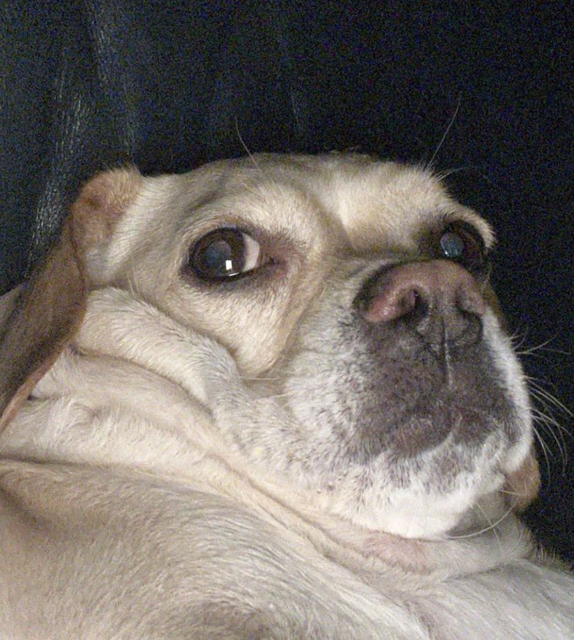 alisa_collard's tweet photo. pov: you’re behind me in class, watching me scroll through woofyandjennas instagram for the 3rd time https://t.co/WmcXOVRKHT