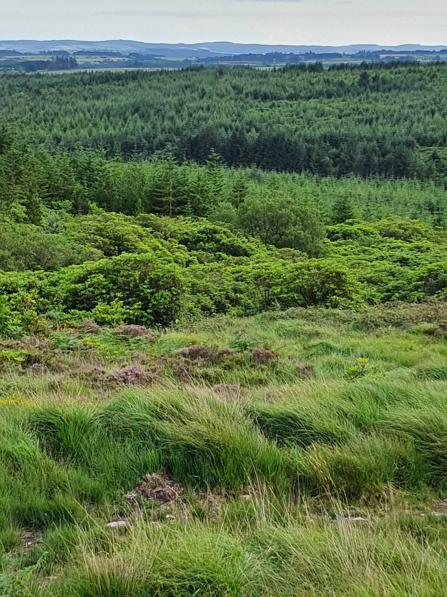 There's a designated roadside viewing point on the Co. Waterford side of the Vee to pull in and 'admire' the view.

All you can see for miles around are monocultures of sitka, rhododendron, + molinia grass.

This is the sort of banal sterility offered in so much of Ireland.