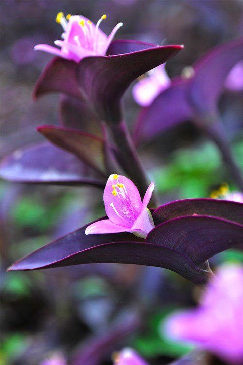nyanda_works's tweet photo. The tradescantia pallida blooms to more purple while in full sun. 
Excellent for outdoors. 

Nyanda Works 
#mergingstructureandnature 
0705099924.

#flower #flowerpower #naturephotography #naturelovers #outdoors #environmentalprotection #ClimateAction #ClimateAdaptation https://t.co/LsCpxUZdON
