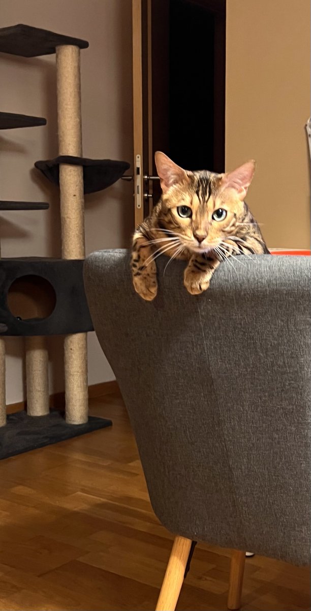 Tipskaķis tweet media