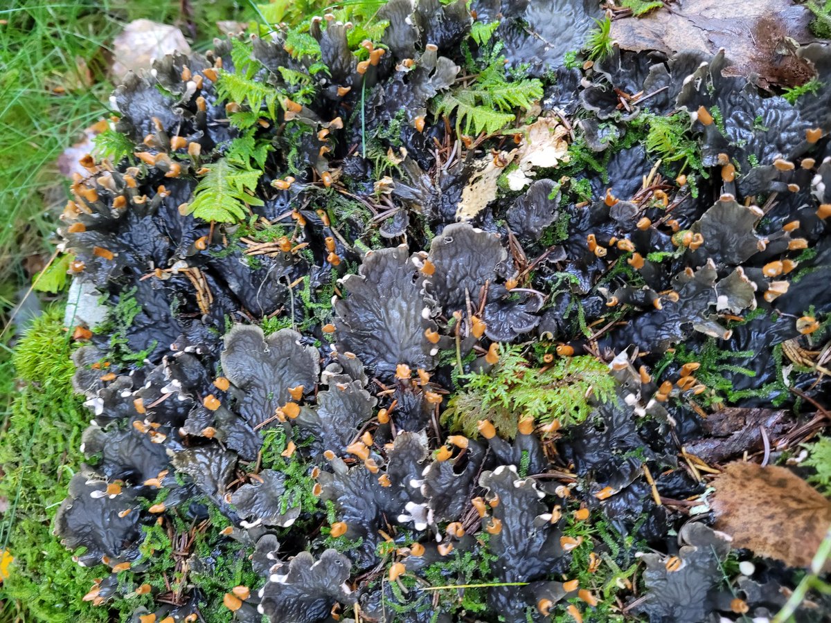 UiO - Anthropogenic Soils tweet media