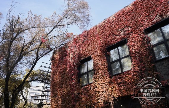 in_jilin's tweet photo. 长春水文化生态园：最美秋色爬上墙~在这个多彩的季节，走进长春水文化生态园，用镜头记录下秋天的色彩。各种树叶已开始一场色彩之旅或浓墨重彩，或轻描淡写橘黄、深红、深绿……它们色彩艳丽俏皮。仿佛油画一般，到处充满了秋的诗意。 #吉林喜庆二十大 https://t.co/vTM2Ktt0UA