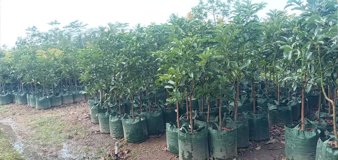 Mekar_Agrobibit's tweet photo. Ditanam langsung nampak kebun dan cepat berbuah

#MekarAgroBibitNusantara
#TanamanProdoktif
#085646823101 https://t.co/H8tYMitguf