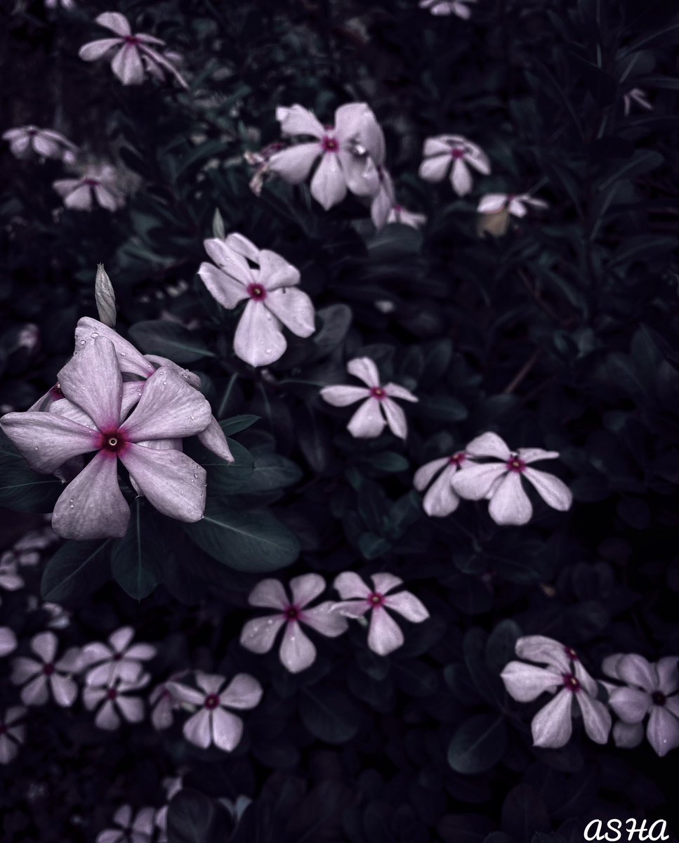 ash_sepuri's tweet photo. Periwinkle flowers 💜💜
:
:
Check out this post on Pindle
:
:
https://t.co/fGlMHOAo4C
:
:
@Pindle_India #pindle #pindleindia #shotoniphone #periwinkle #flowerphotography #NFTcommunity https://t.co/q4Smdff7UQ
