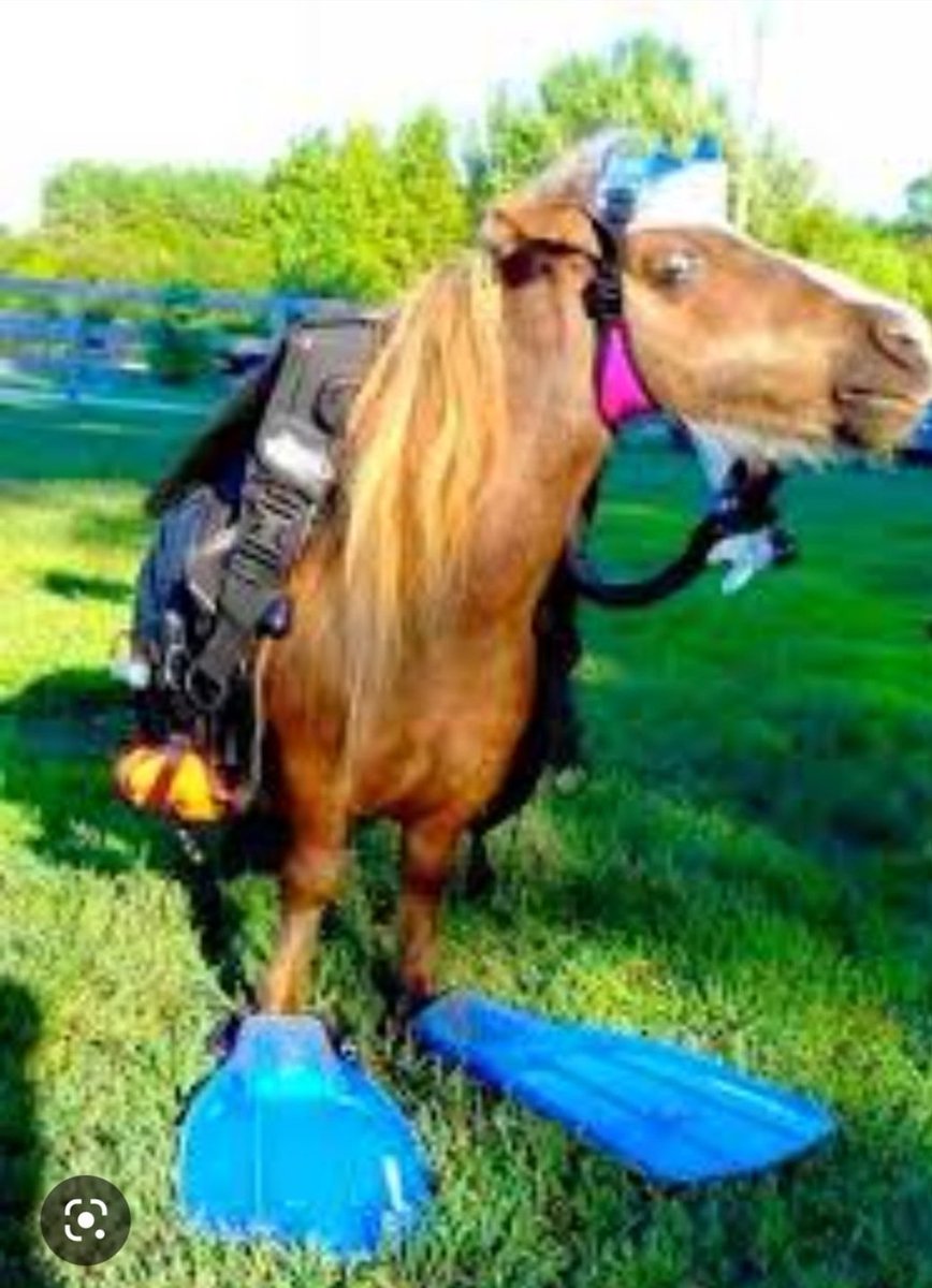 AlpineFft's tweet photo. AlpineNews: 
Pour la reprise, Luckyluciano sera le seul représentant pour l écurie.
Notre pilote Nyko90 s'est blessé lors d'un entraînement d'aqua-poney.
L animal va bien, le pilote moins.

Il sera remis sur pied pour le Canada grâce à notre service médical. 

Bon Gp à tous https://t.co/tbBdBd92sR